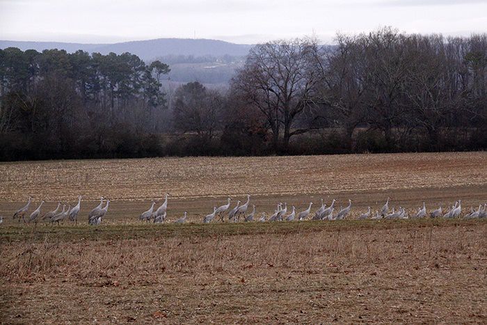 Sandhill%20Crane%20Festival%20a.jpg
